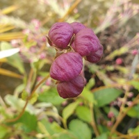 Calceolaria arachnoidea